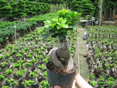 瓜榕 - 恒盛 (中国 福建省 生产商) - 绿化苗木 - 园艺 产品 「自助贸易」