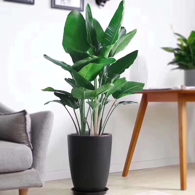 绿植配送价位-想找划算的会议、活动的鲜花租赁服务-就来佛山市荃森园艺产品大图