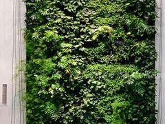 厦门高仿真植物墙厂家|植物墙安装图片|厦门高仿真植物墙厂家|植物墙安装产品图片由厦门市海沧区兴卉园艺场公司生产提供-
