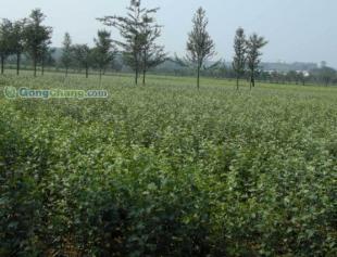 优质苹果苗全面供应,助力园艺产业高效发展