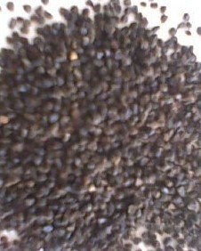 飞燕草种子批发指南 价格优势与采购要点