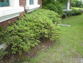 我家花园 从藏花阁论坛到家庭园艺的实践乐园