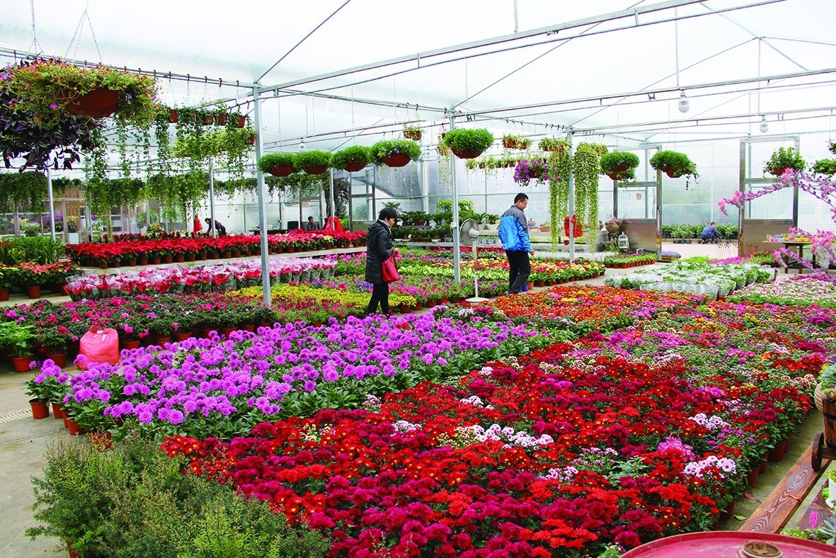 常州园林局领导莅临夏溪花木市场，共探园艺产业新机遇