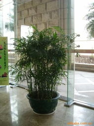 绿意满屋——广州市春晖园艺室内观叶植物产品指南